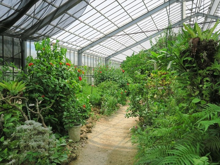 Subtropical Plant Paradise Yubujima Island景点图片