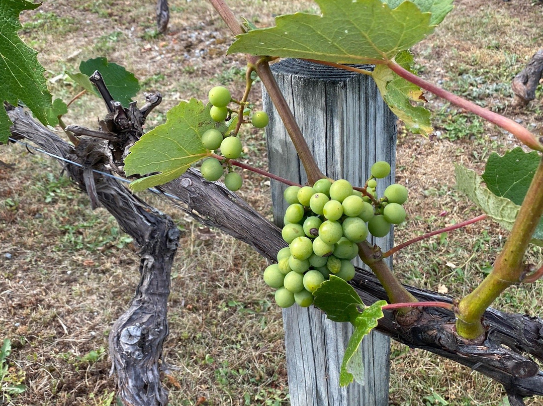 Bar Harbor Cellars Winery景点图片