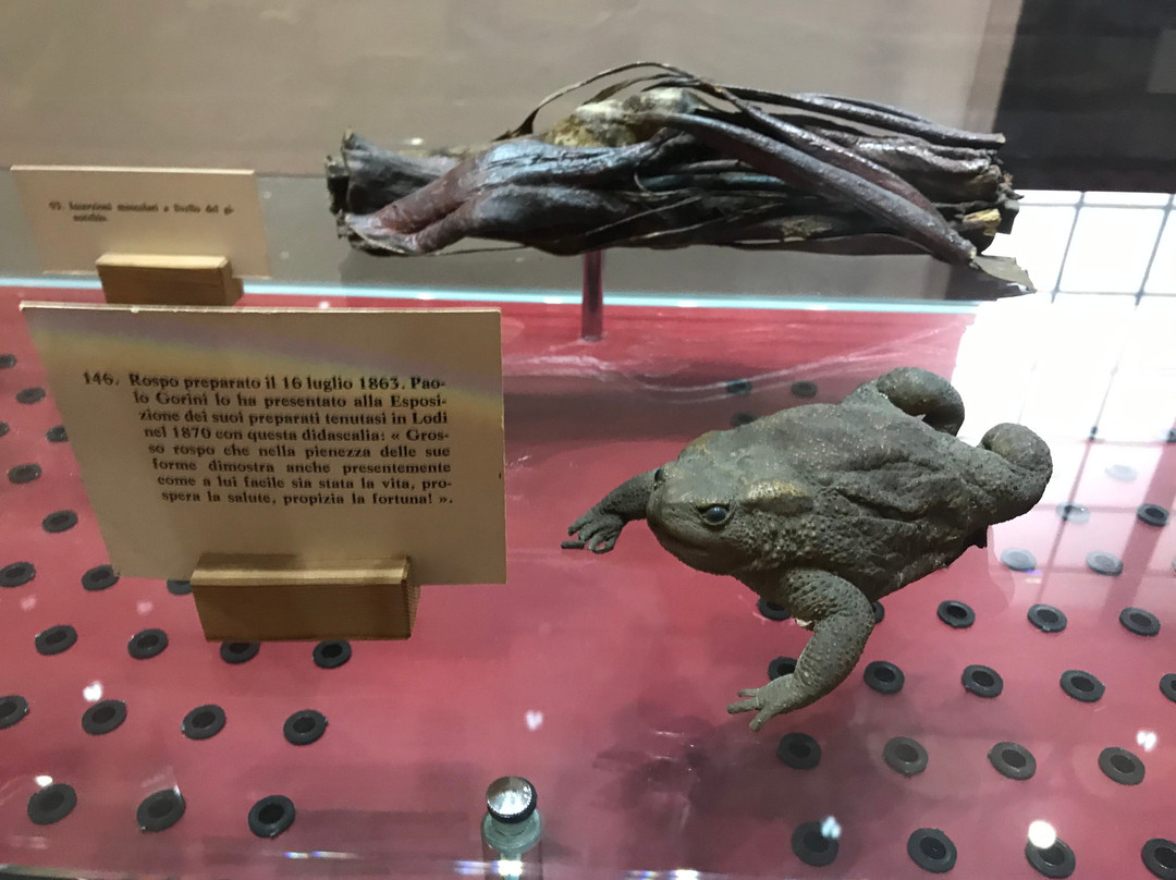 Museo Di Paolo Gorini-洛迪必去景点