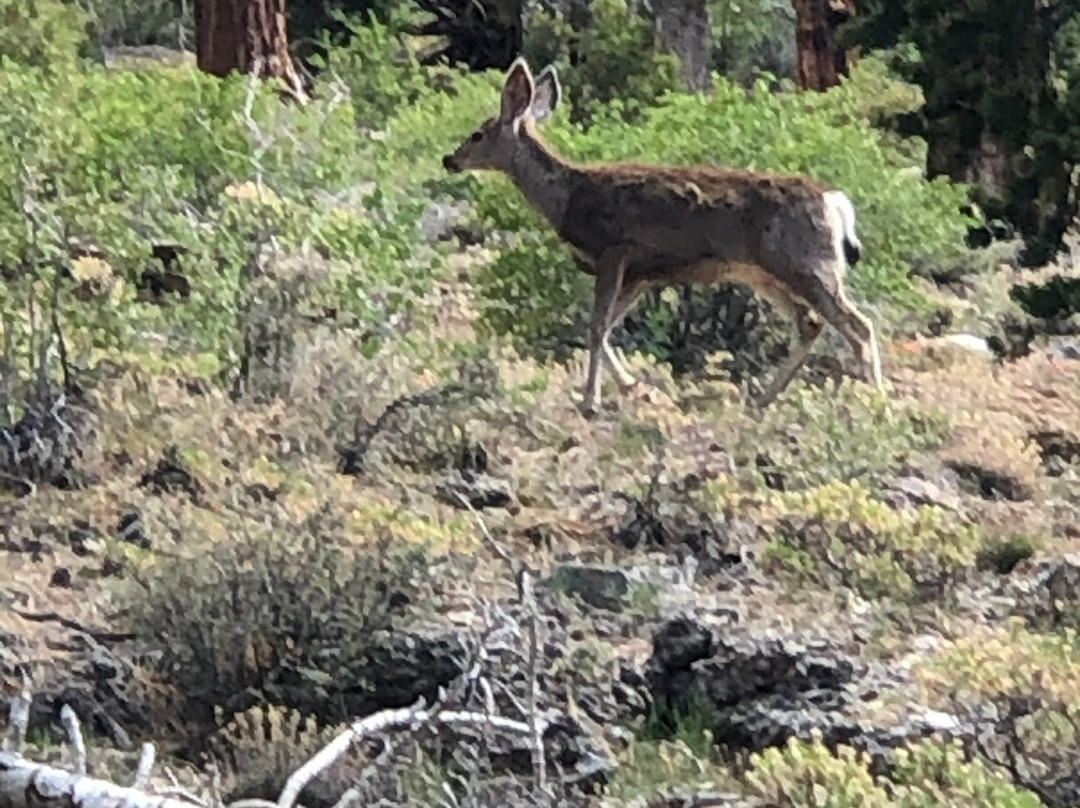 Trail Canyon Trail-Mount Charleston必去景点