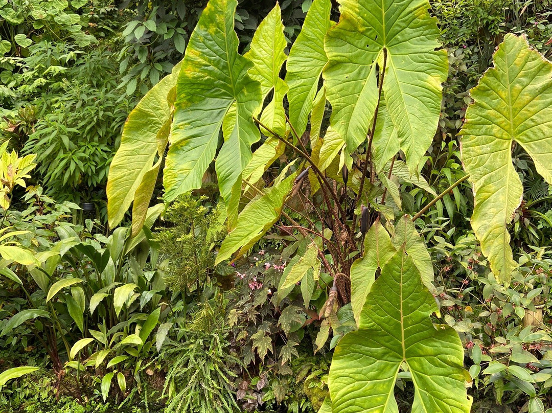 Botanicka zahrada Praha - Tropicky skleník FATAMORGANA景点图片