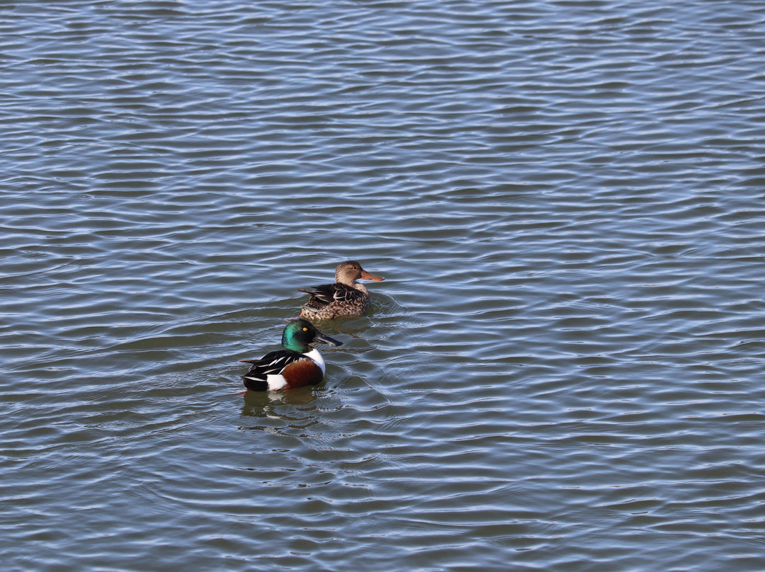 Sunnyvale Bay Trail-森尼韦尔必去景点