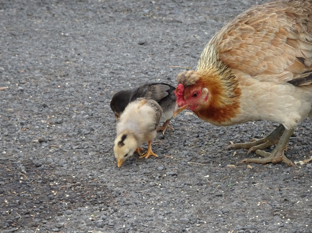 哈罗德•赖斯公园-库拉必去景点