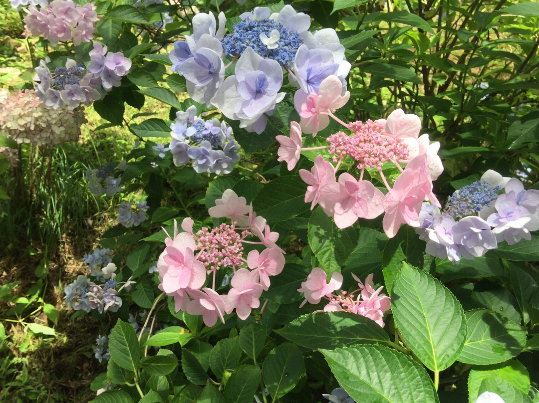 Michinoku Hydrangea Garden-一关市必去景点