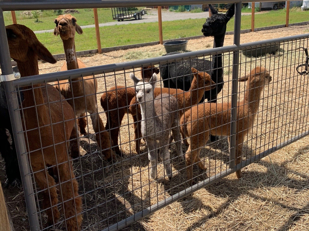 TerBest Alpacas景点图片