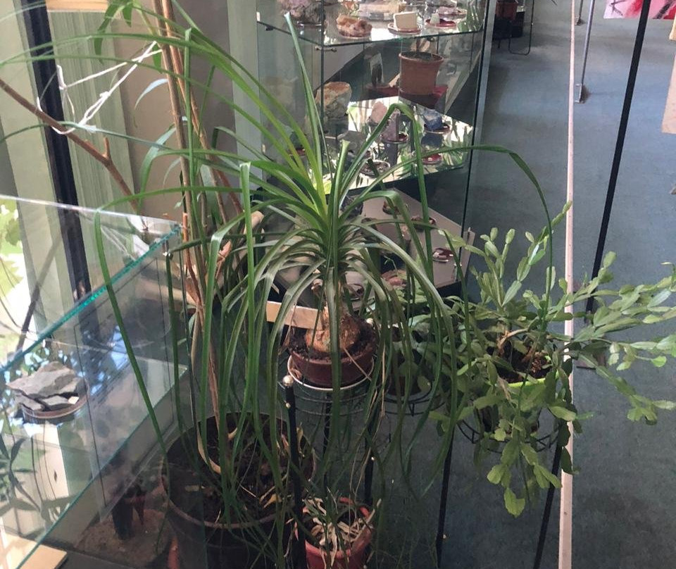 Pushchino Museum of Ecology and Local Lore景点图片