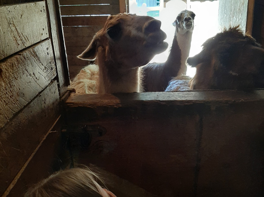 Land O' Lakes Rescue Petting Farm景点图片