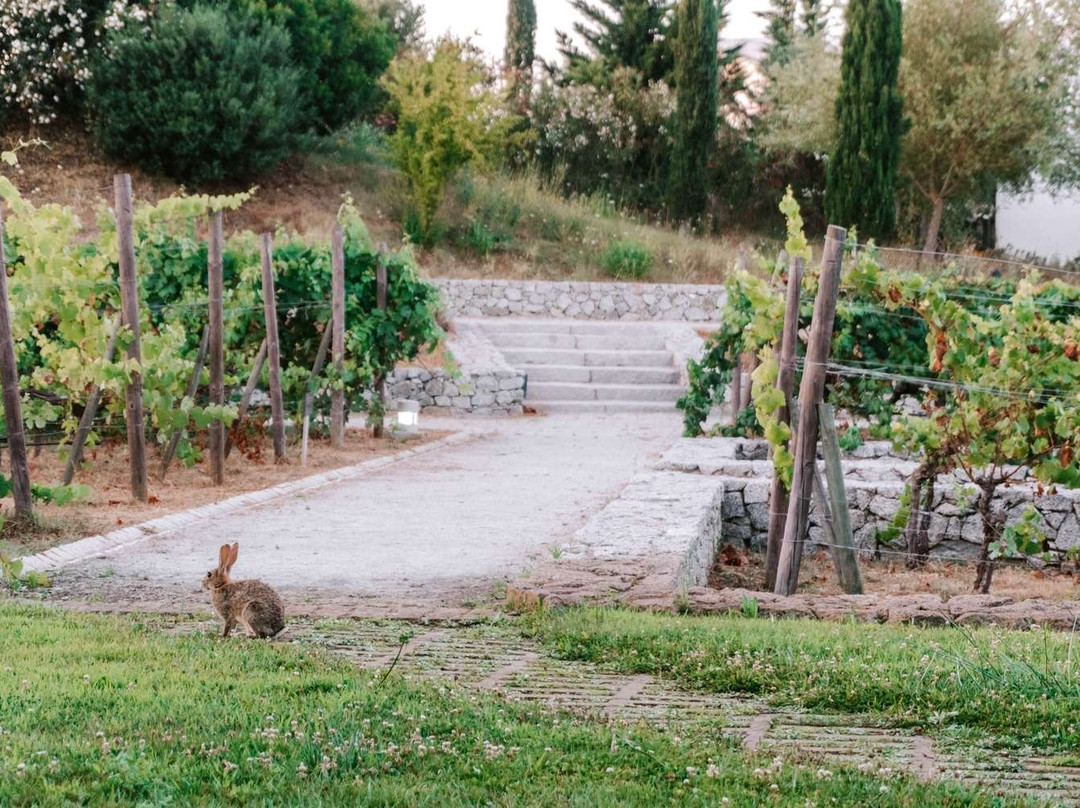 L'AND Vineyards主图