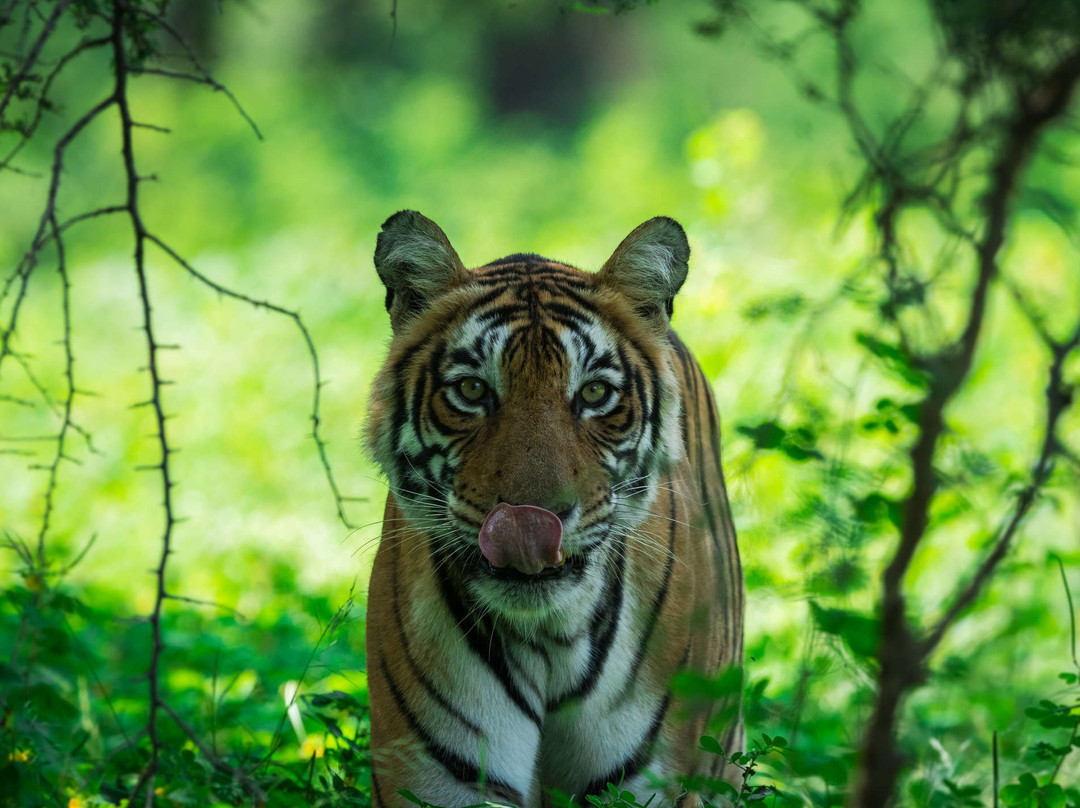 Ranthambore safari journeys-斋蒲尔必去景点