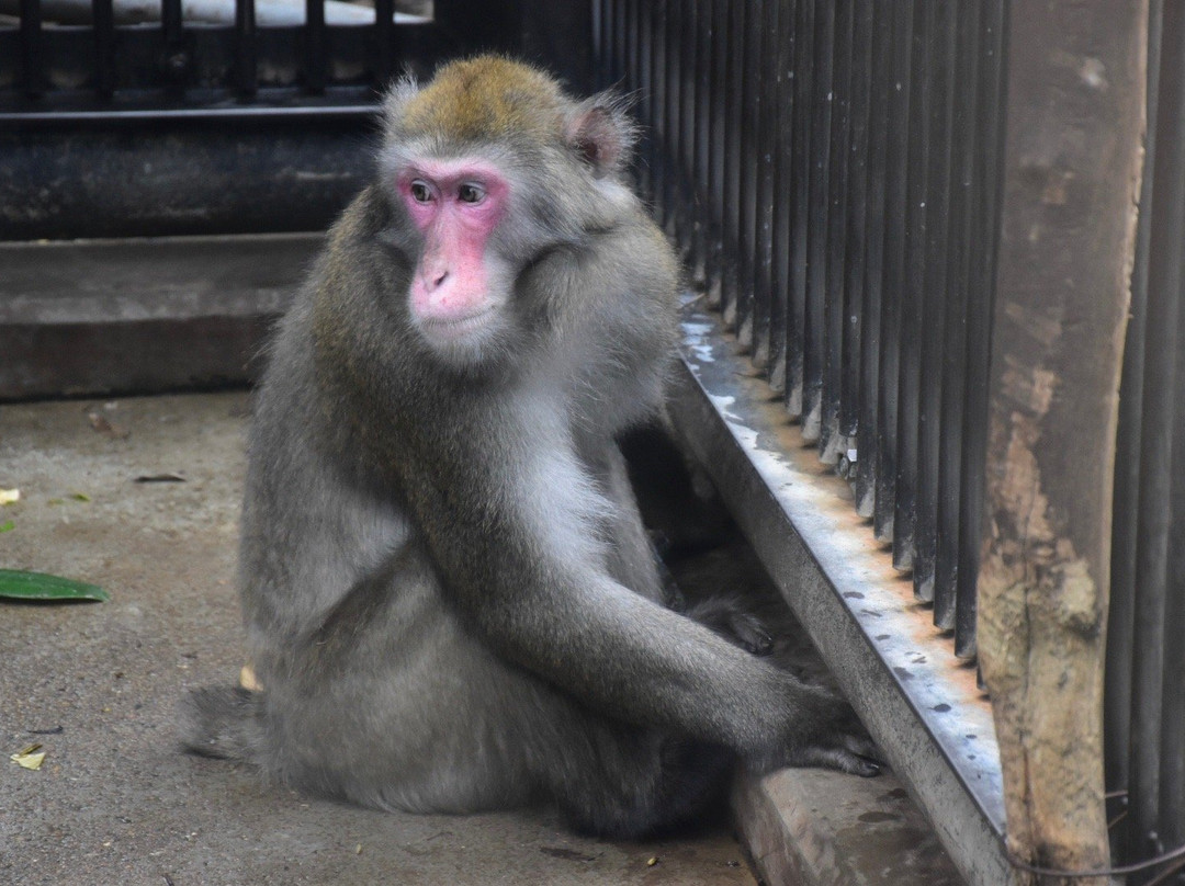 Omiya Park Zoo-埼玉市必去景点