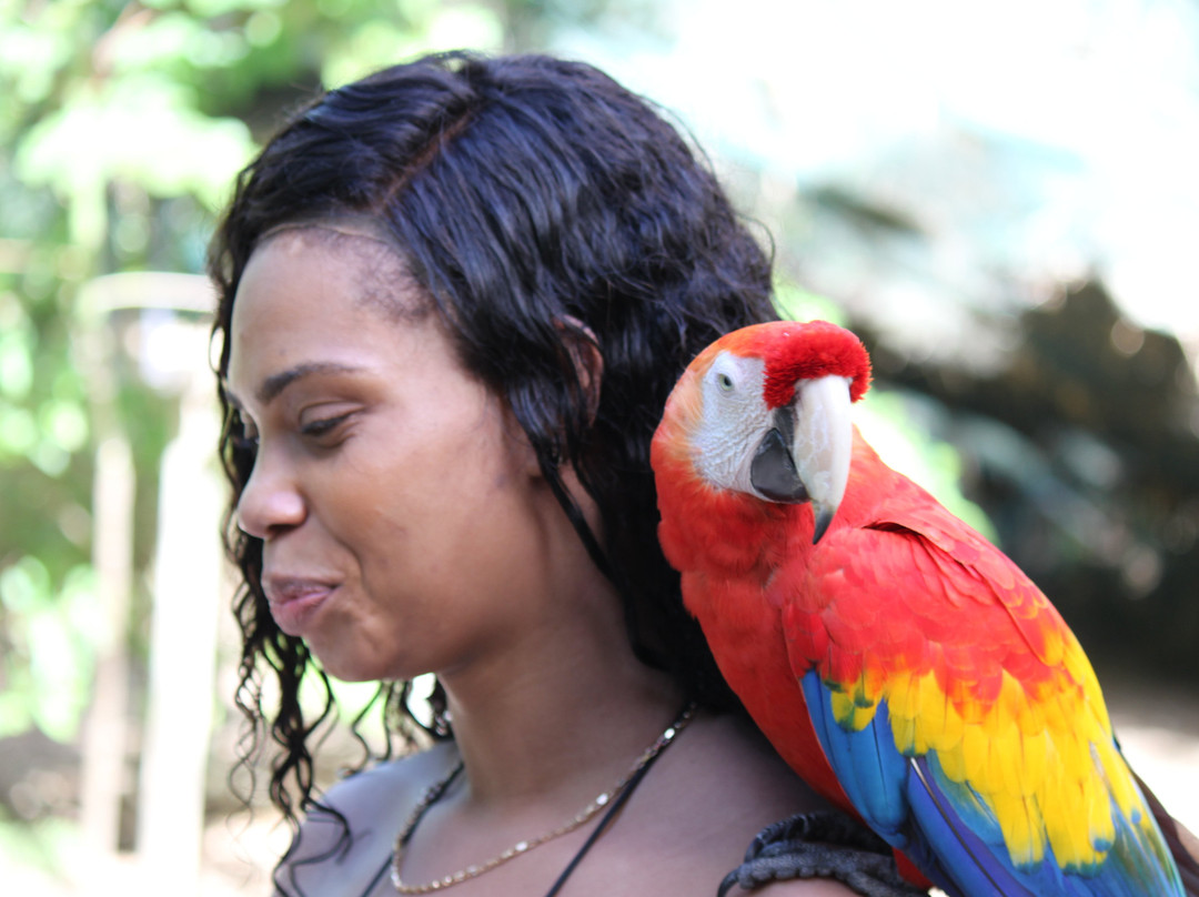 Jamaica Shore Expeditions-蒙特戈贝必去景点