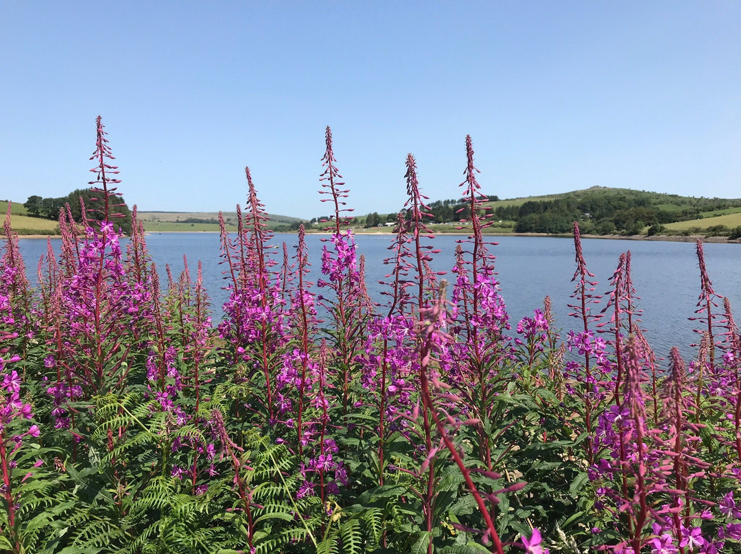 Golitha Falls and Siblyback lake circular walk-利斯卡德必去景点