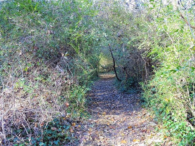 Chesapeake Arboretum景点图片
