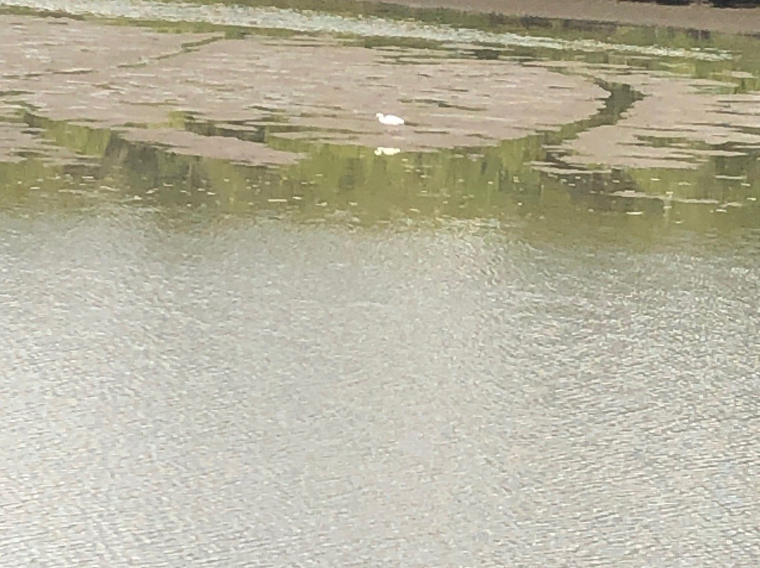 Tinchi Tamba Wetlands景点图片
