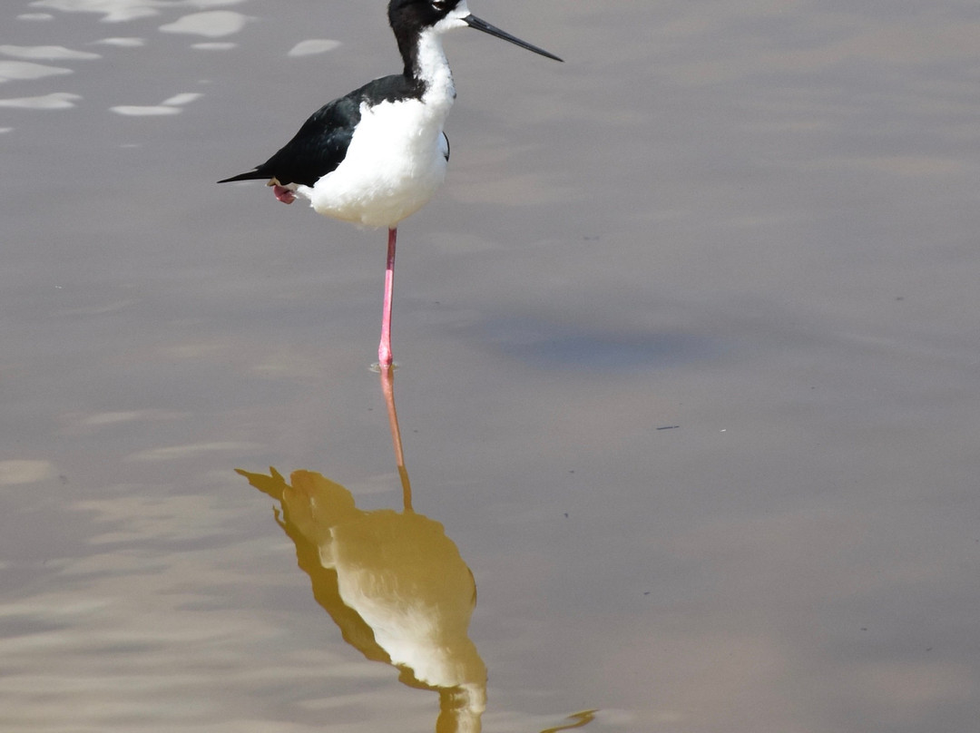 Kealia Coastal Boardwalk-基黑必去景点
