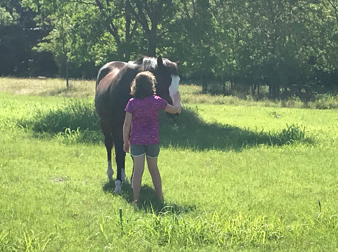 Country Woods Inn主图