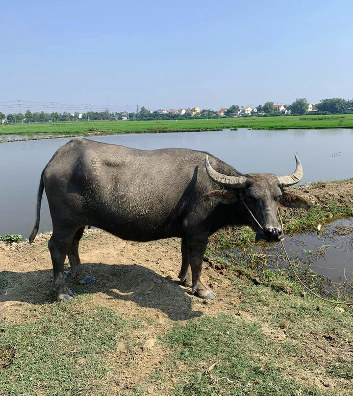 VietMate-岘港必去景点