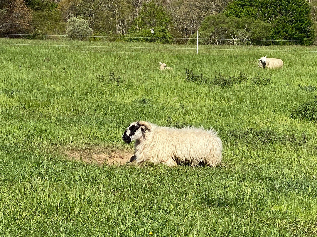 Peterson's Farm景点图片