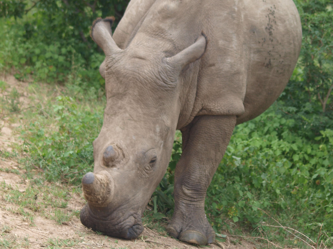 Hoedspruit Endangered Species Centre-霍德斯普鲁特必去景点