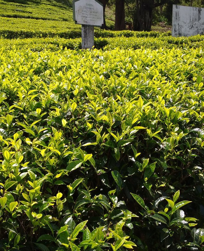 Abbas Tours Sri Lanka-哈普特莱必去景点