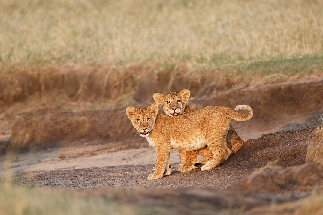 Tusafiri Adventures LTD-阿鲁沙必去景点