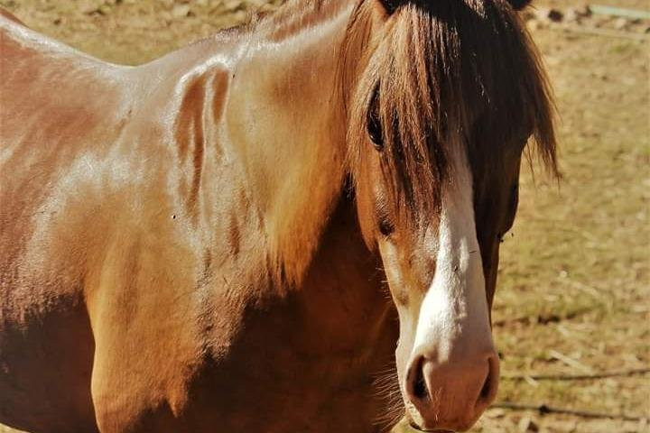 Sicily on horseback景点图片