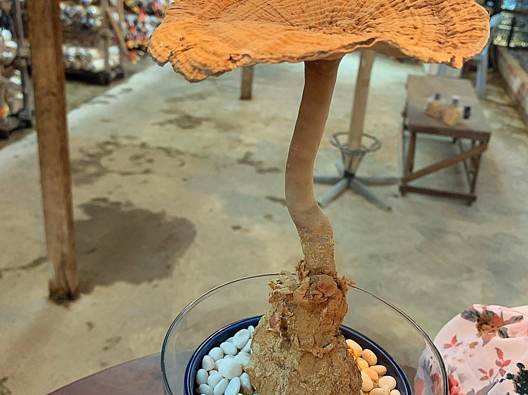 Wonder Farm Mushroom景点图片