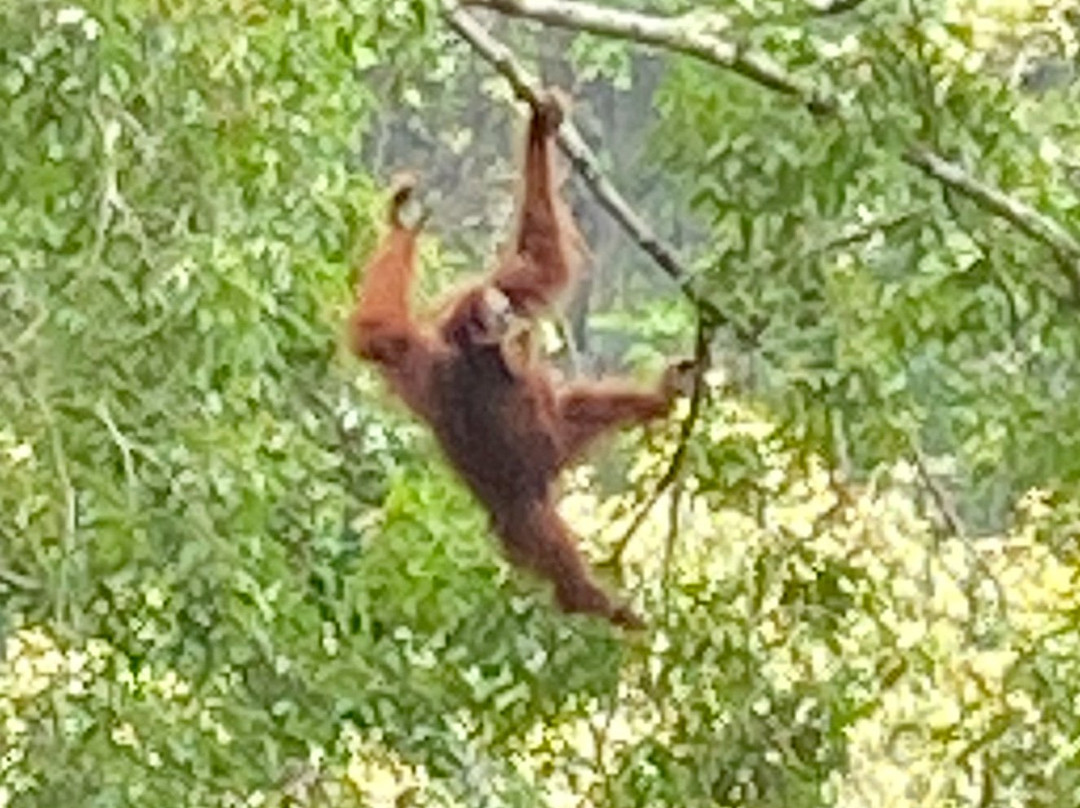 Tambrin trek-武吉拉旺必去景点