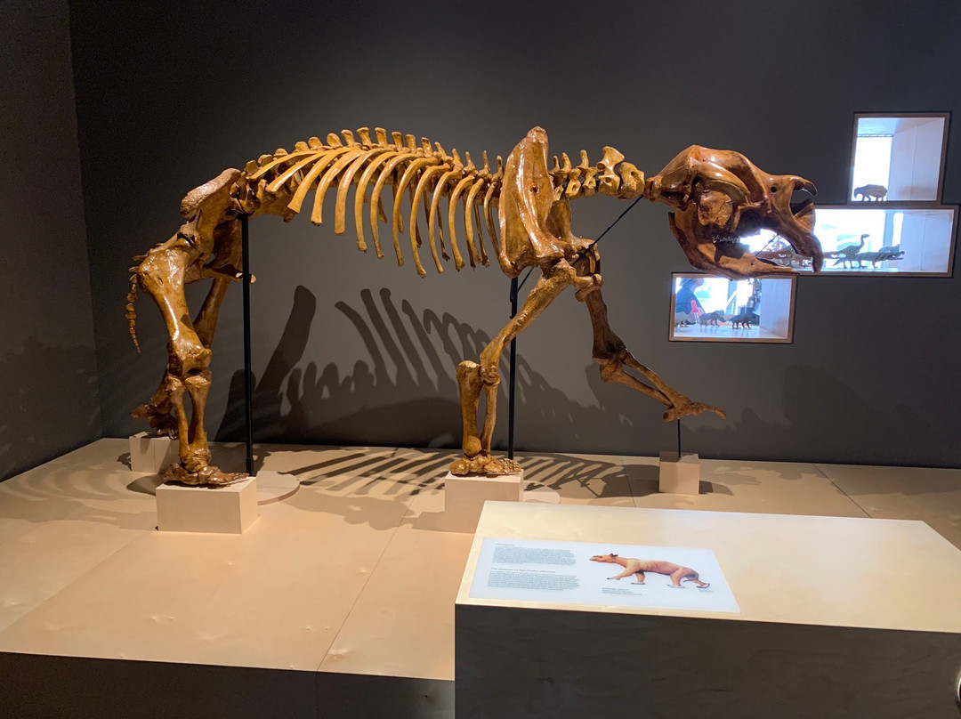 Megafauna Central - Museum and Art Gallery of the Northern Territory-爱丽斯泉必去景点