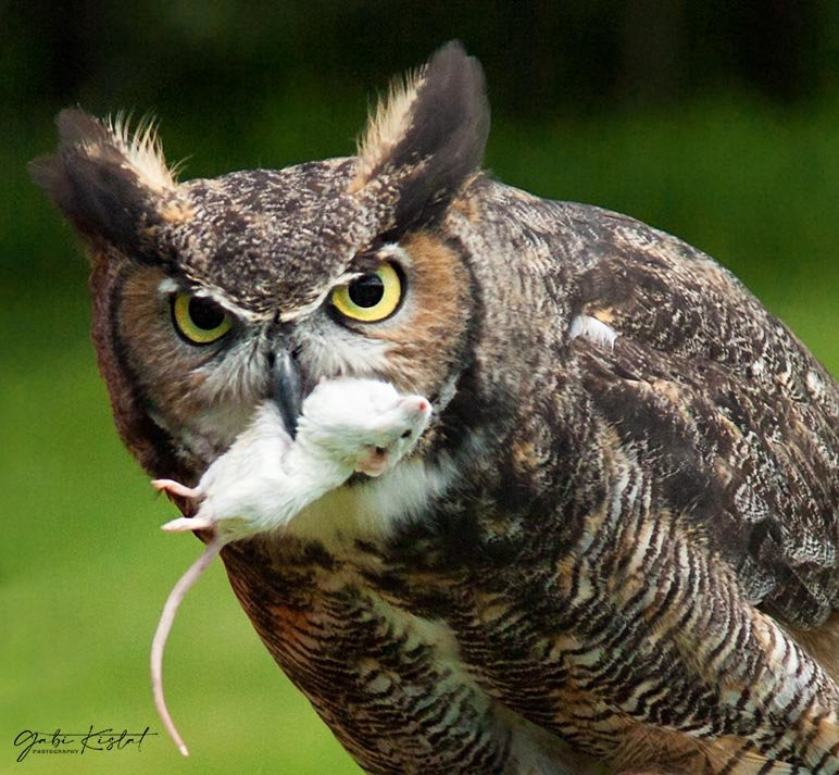 Chouette a voir!-Saint-Jude必去景点