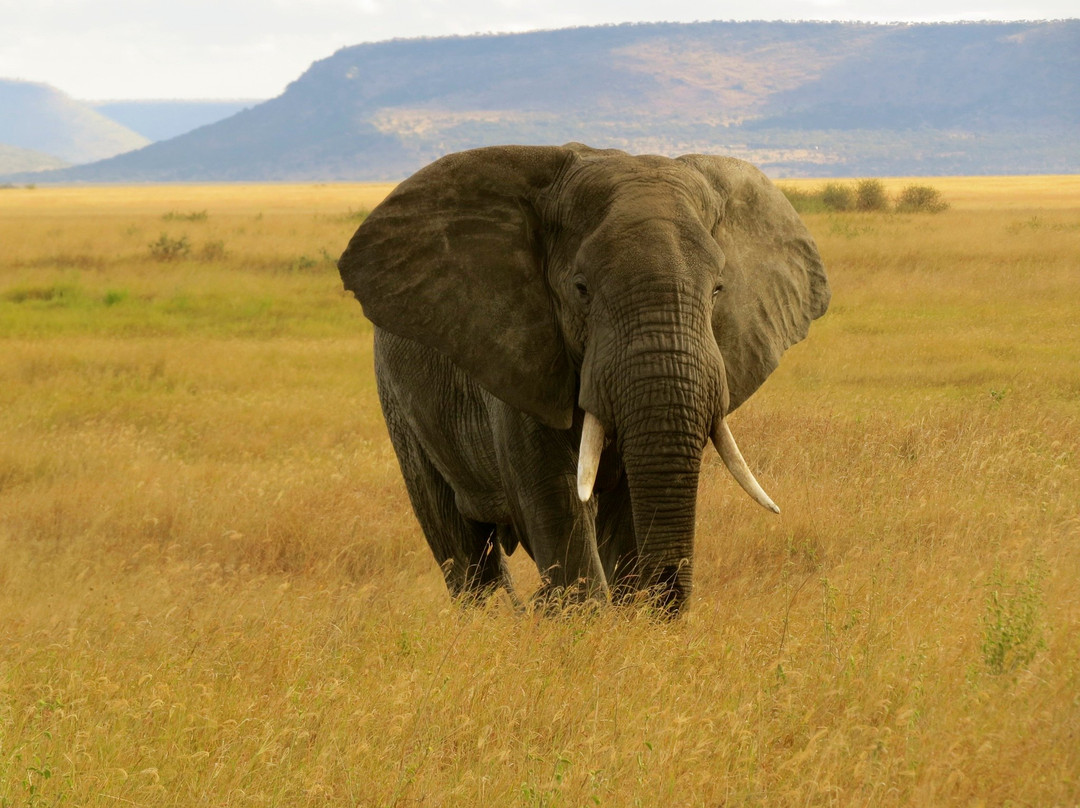 Beauty Safari Experience-姆万扎必去景点