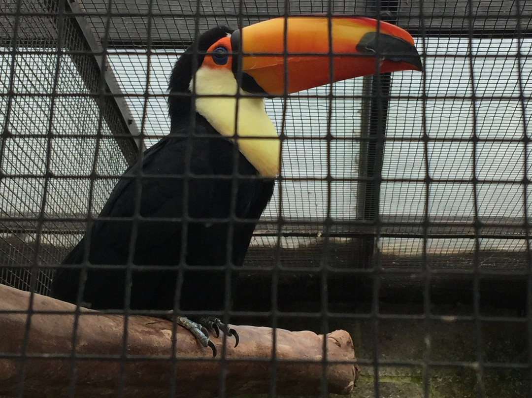Sylvan Heights Bird Park景点图片