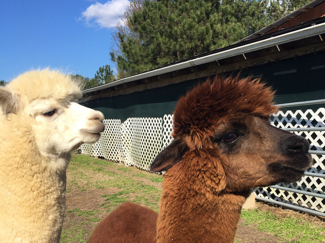 Alpaca Dreams景点图片