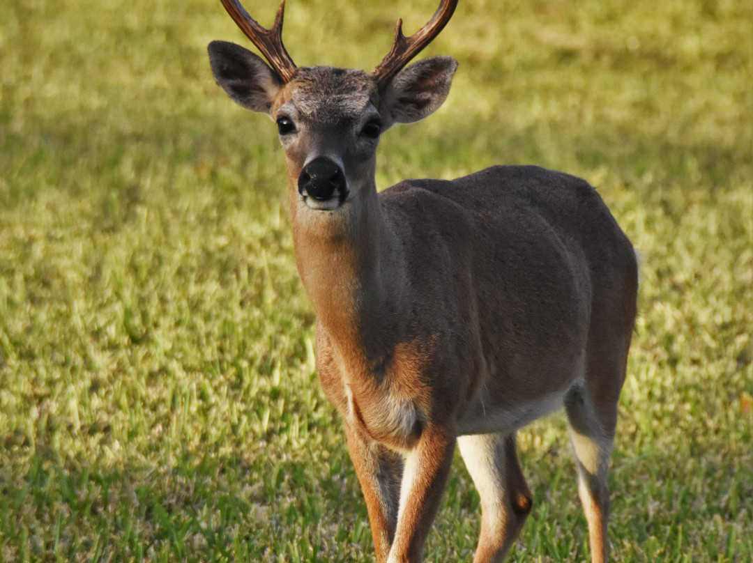 National Key Deer Refuge景点图片