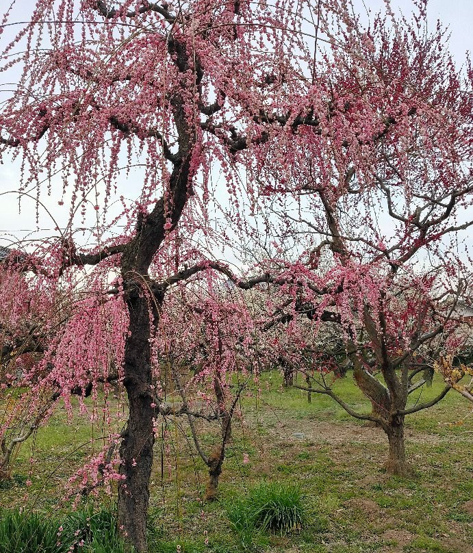 Miyazaki Farm-越生町必去景点