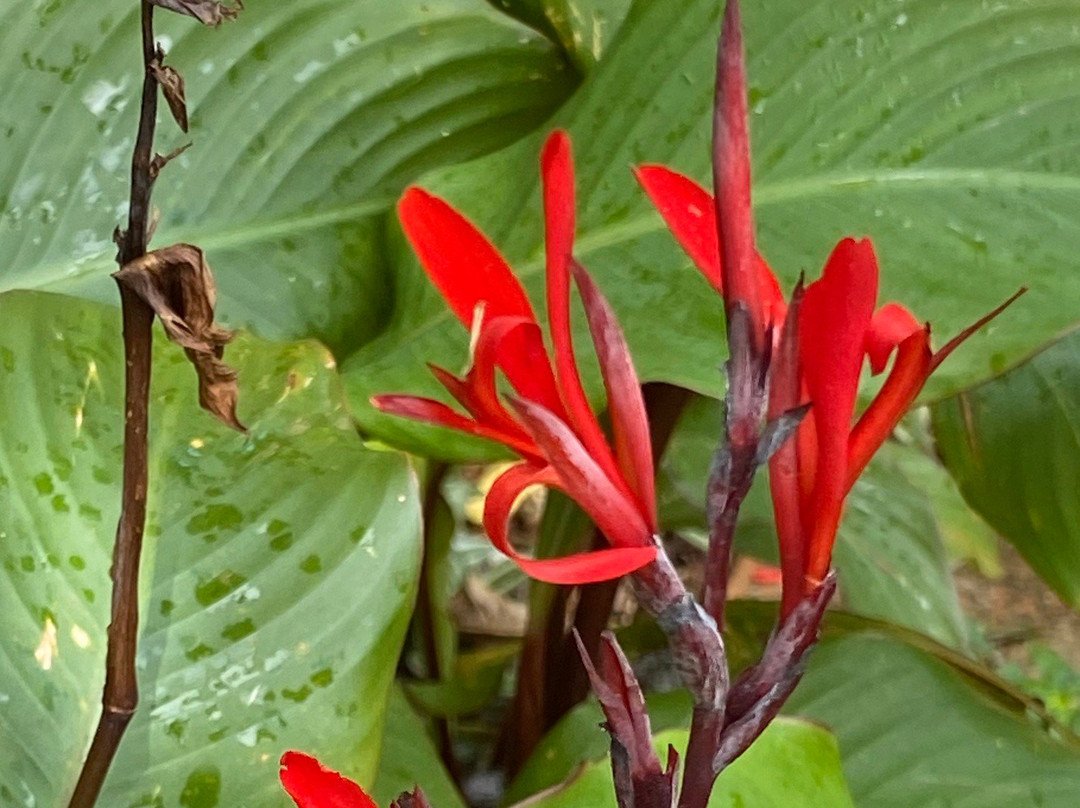 Princeville Botanical Gardens-普林斯维尔必去景点