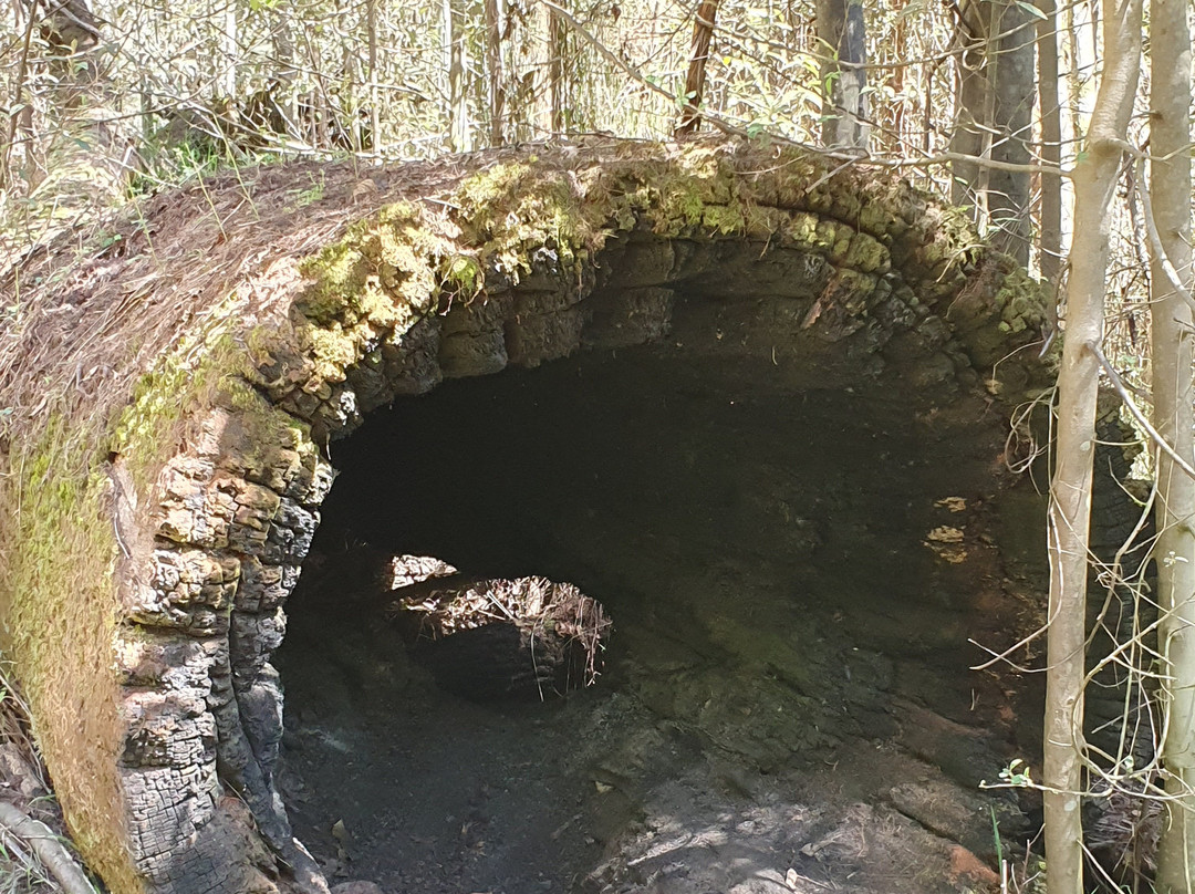Tree Fern Gully Trail景点图片