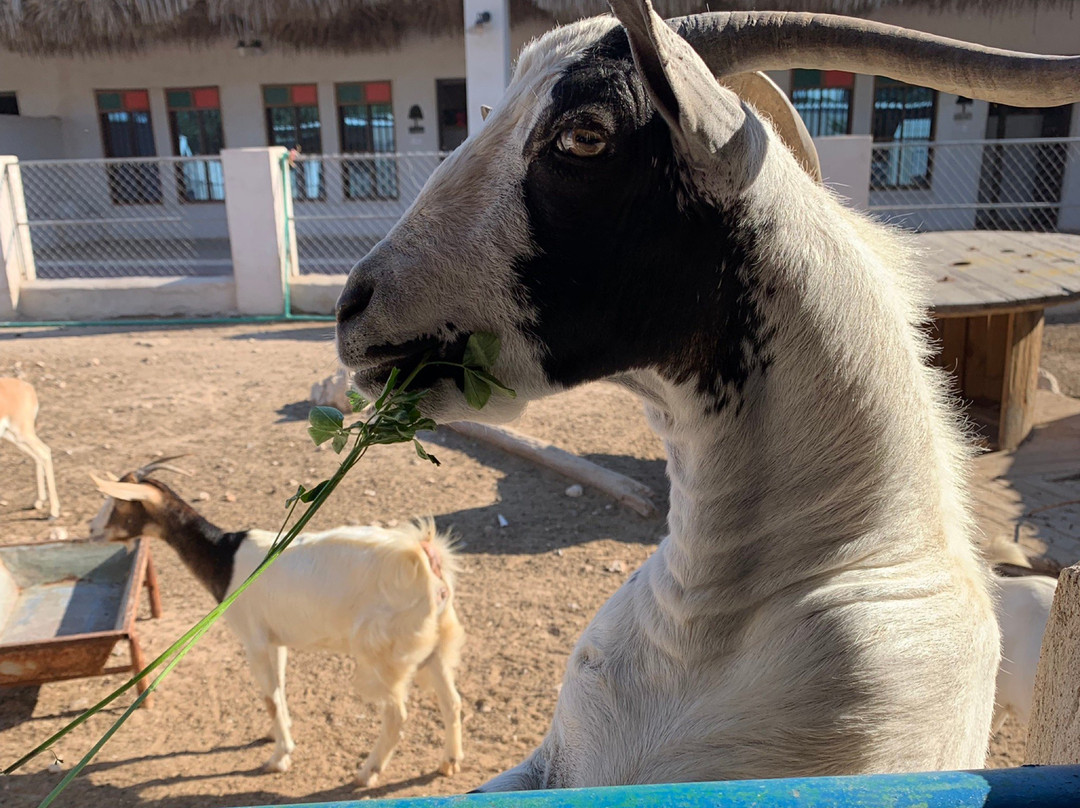 North Sedra Farm-Madinat Ash Shamal必去景点