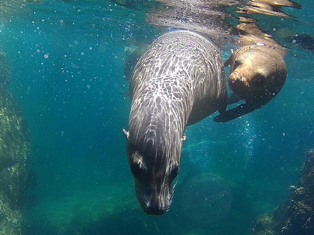 Sea Lions Dive Center-拉巴斯必去景点