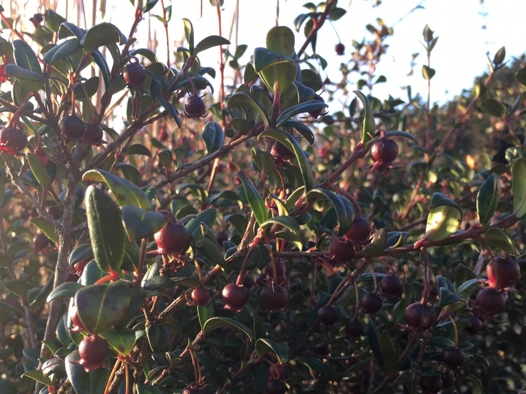 Lago Budi-Puerto Saavedra必去景点