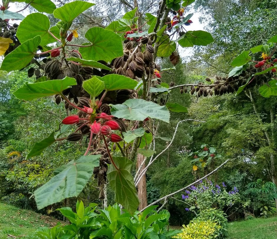 Jardin Botanico Los Balsos-Jerico必去景点