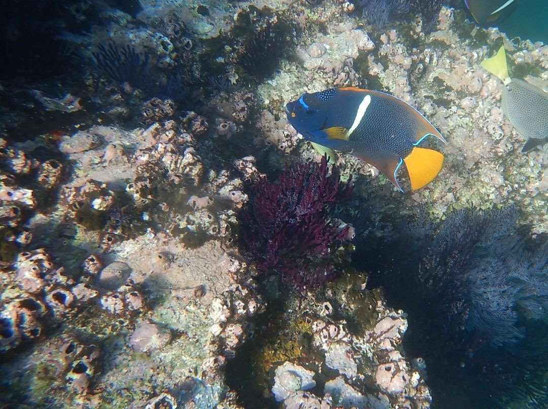 Pelican Rock-卡波圣卢卡斯必去景点