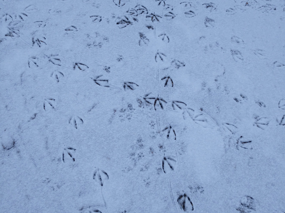 Riverside Park-大急流市必去景点