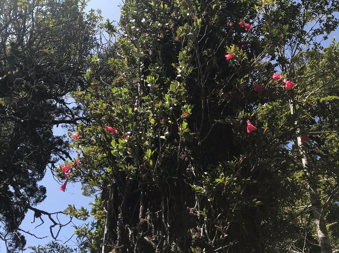 Parque Nacional Alerce Costero-Ciudad La Union必去景点