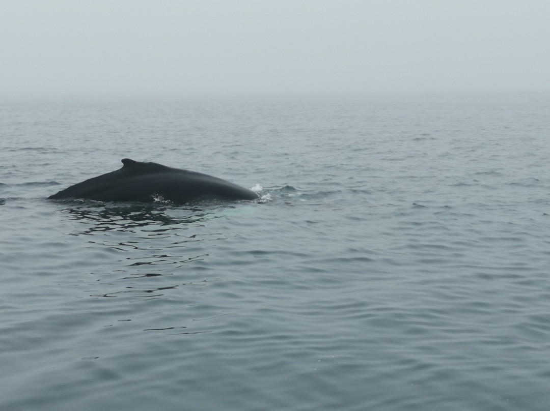 北方航行——胡萨维克观鲸景点图片
