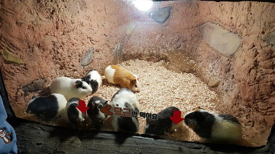 Play Aquarium Bucheon-富川市必去景点