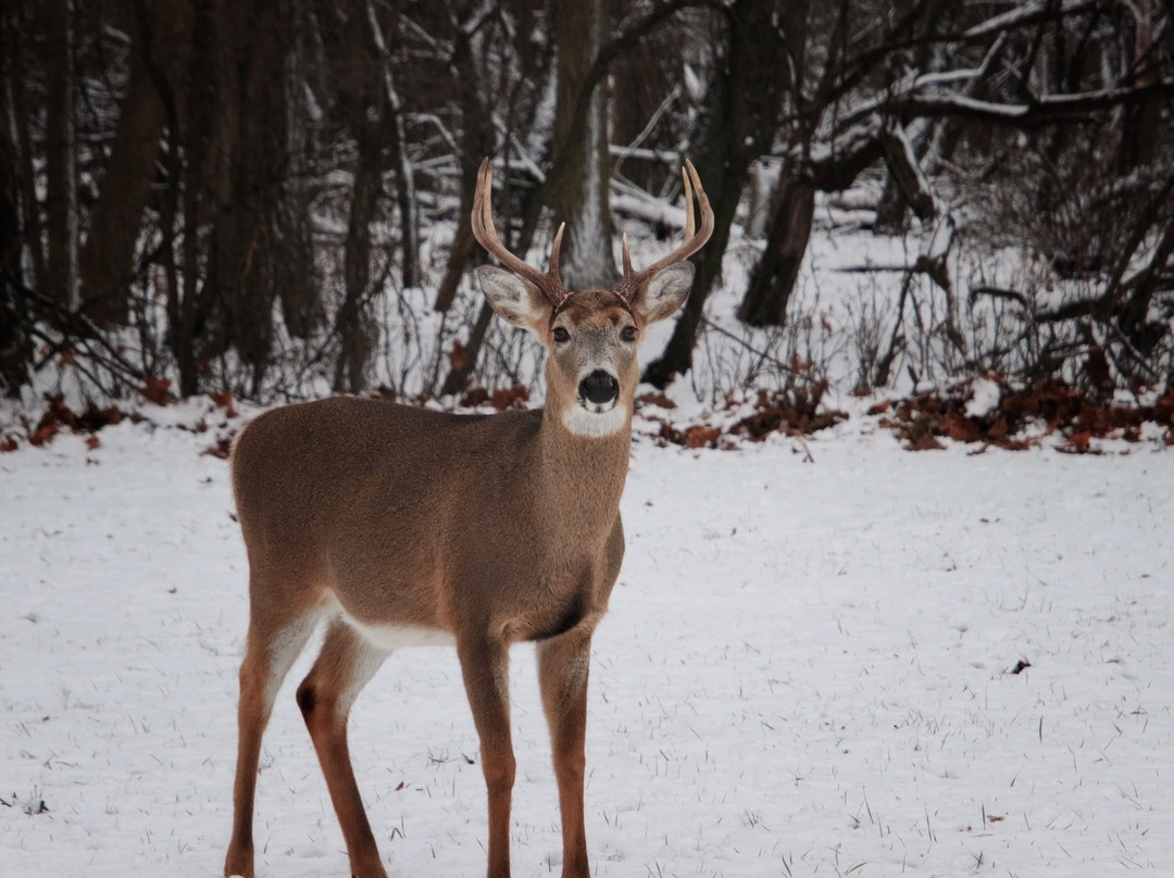 Schiller Woods-席勒公园必去景点