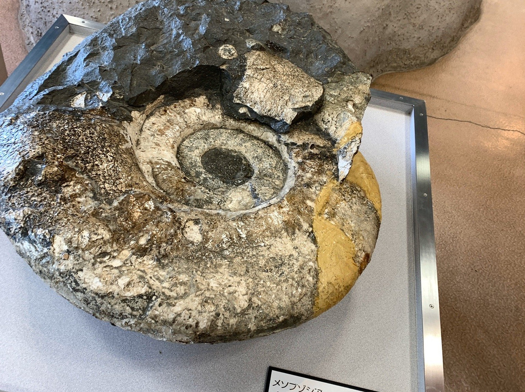 Iwaki City Ammonite Center-盘城市必去景点