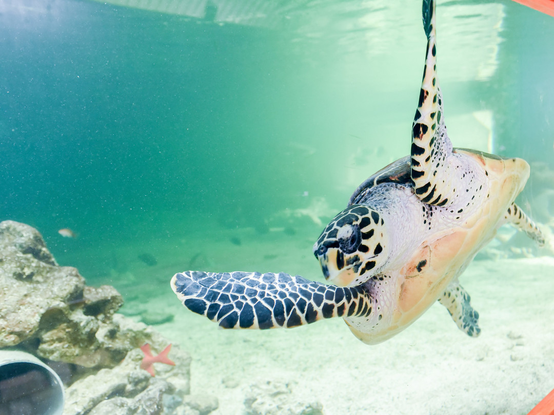 Mauritius Aquarium景点图片