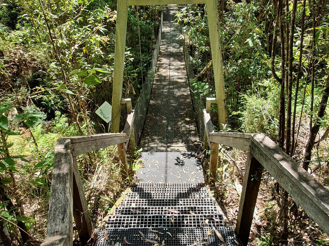 Mackenzie River Rainforest Walk景点图片